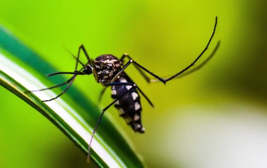 Sobe para 63 o número de mortos por dengue na Bahia