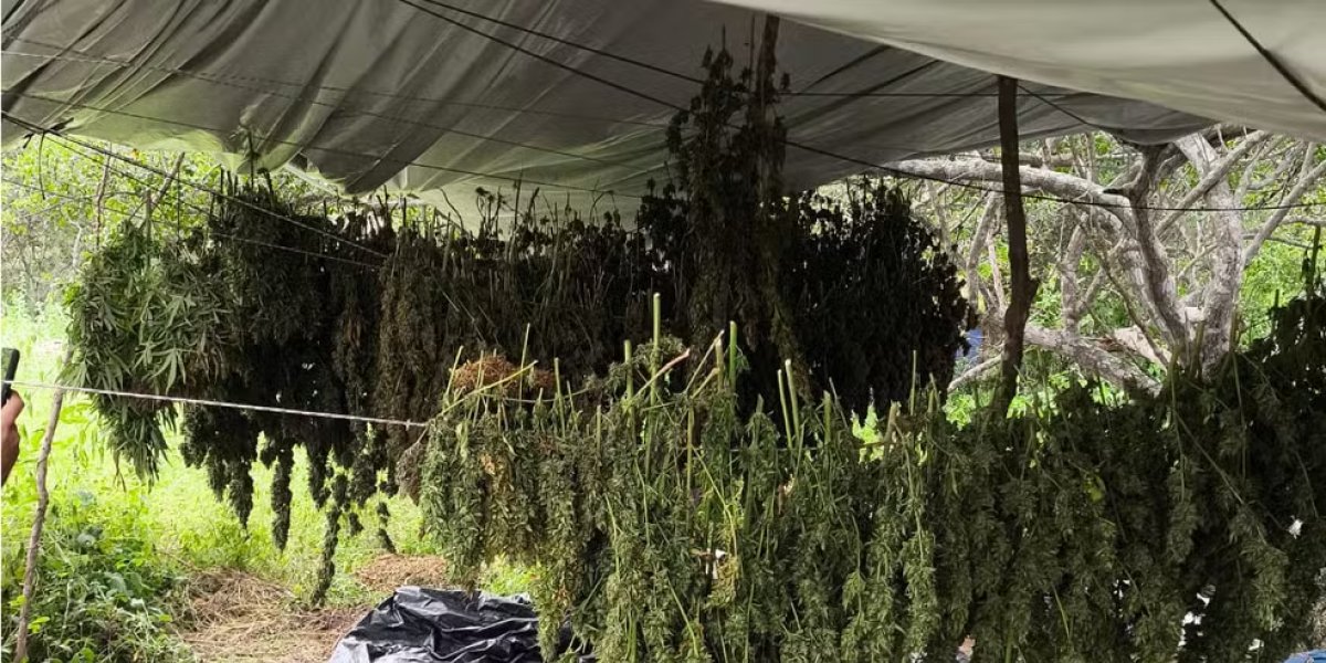 Três homens são presos com dez mil pés de maconha em Monte Santo