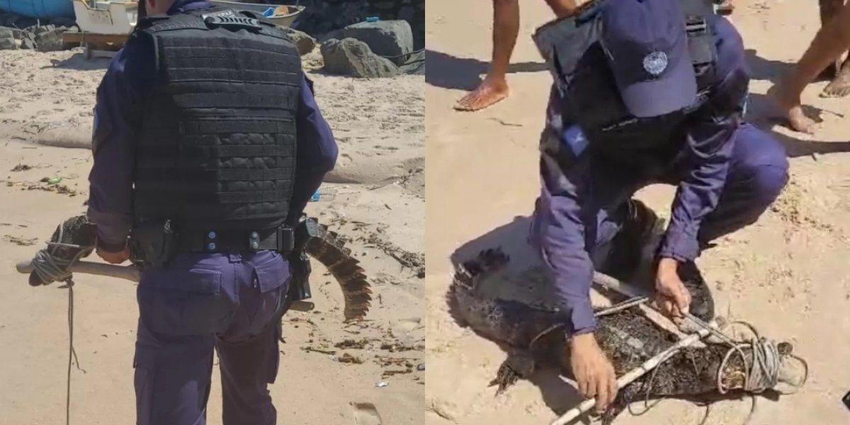 Banhistas encontram jacaré em praia da Pituba