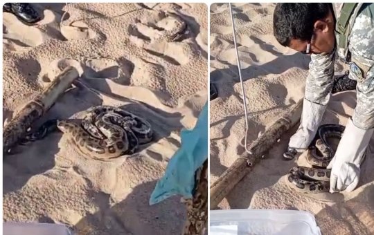 Sucuri é resgatada na praia de Jardim de Alah