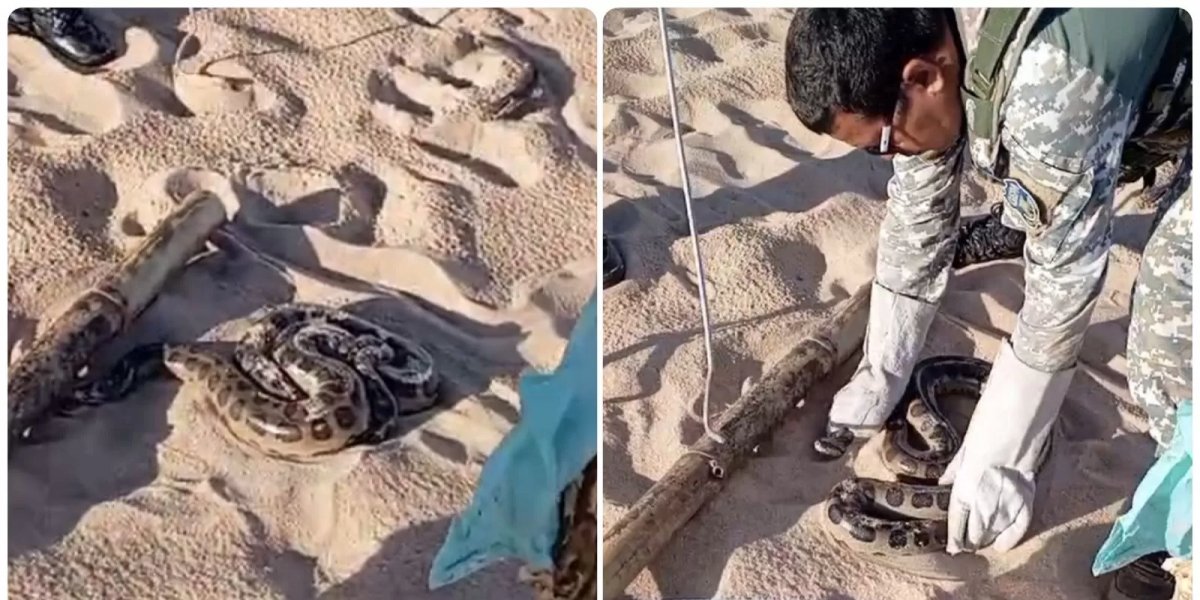 Sucuri é resgatada na praia de Jardim de Alah