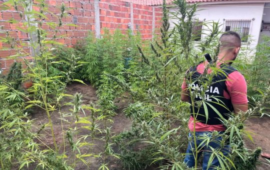 Polícia encontra Plantação de maconha em Feira de Santana