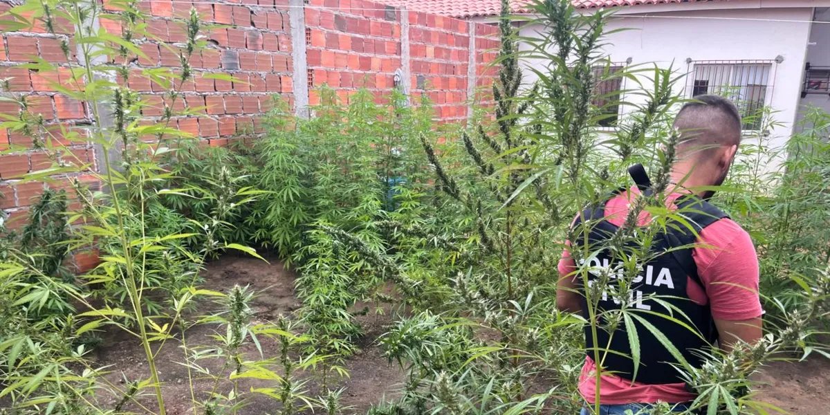 Polícia encontra Plantação de maconha em Feira de Santana
