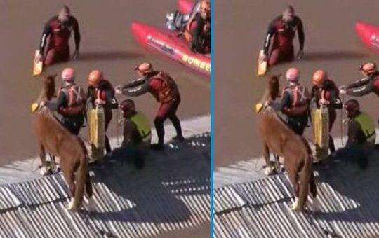 Cavalo que estava em telhado de casa é resgatado pelos Bombeiros no RS
