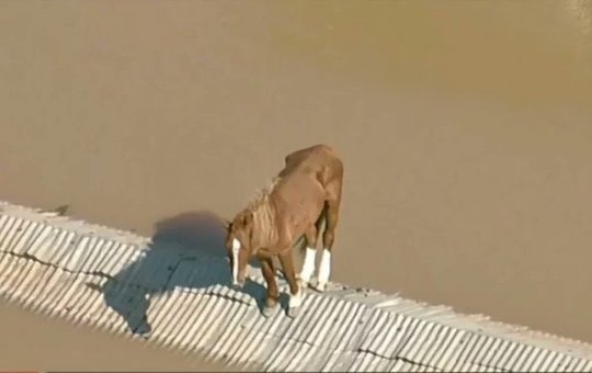 Cavalo resgatado de telhado se torna símbolo de resiliência e arrecada R$130 mil