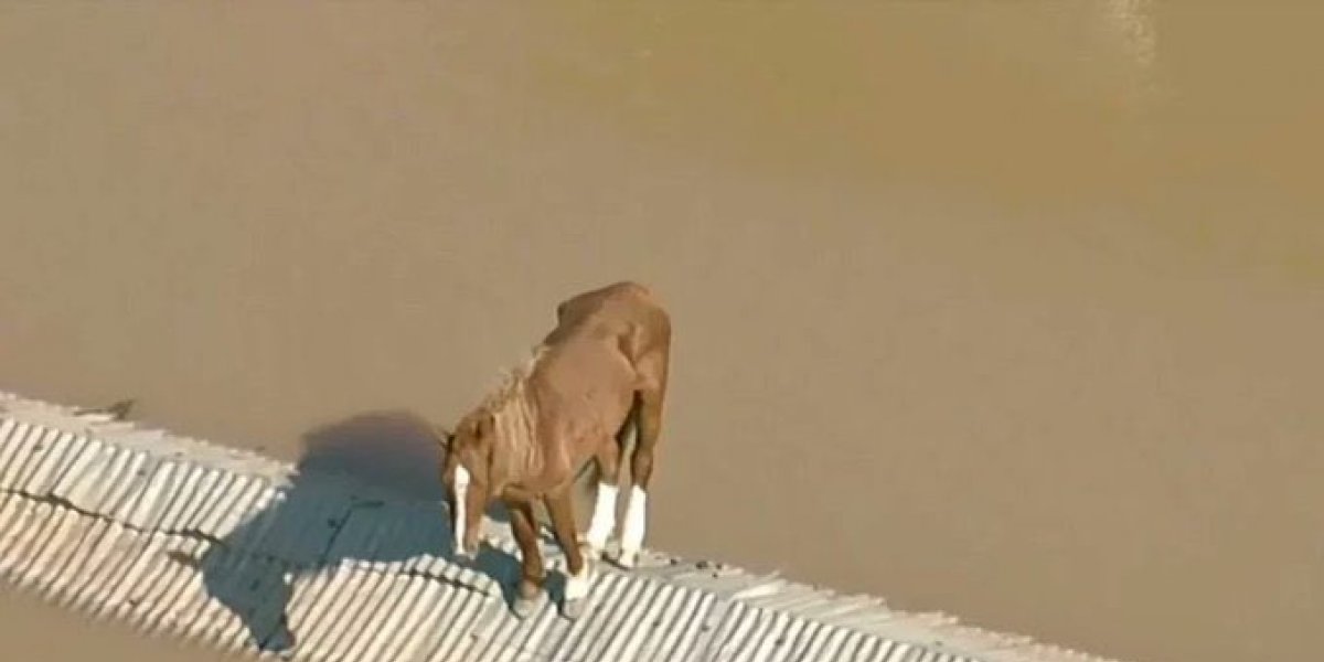 Cavalo resgatado de telhado se torna símbolo de resiliência e arrecada R$130 mil