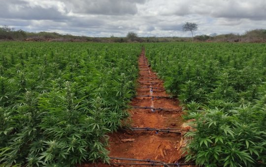 Operação da PF prende cinco em ações de erradicação de maconha no Norte da Bahia