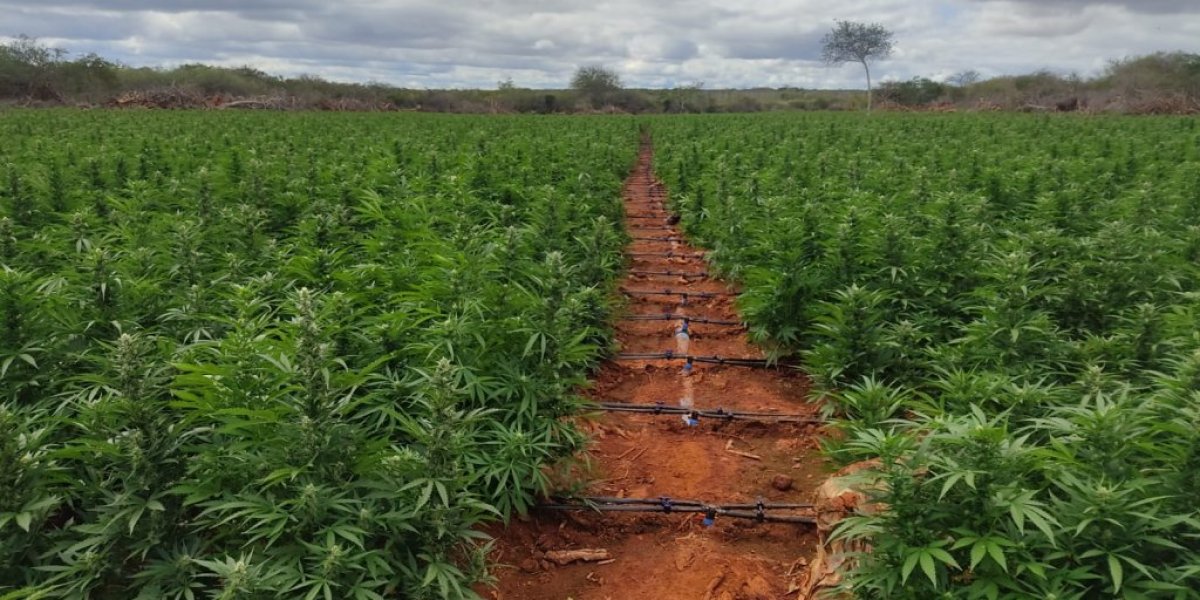 Operação da PF prende cinco em ações de erradicação de maconha no Norte da Bahia
