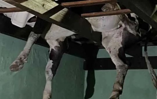 Boi fica pendurado em telhado de garagem no Rio Grande do Sul