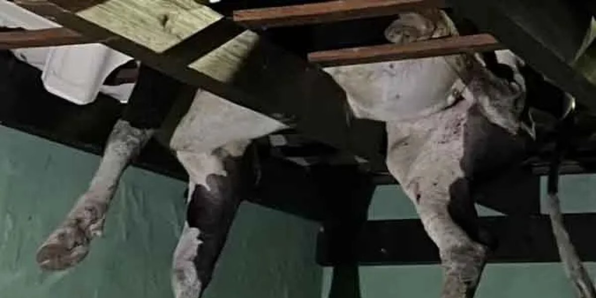 Boi fica pendurado em telhado de garagem no Rio Grande do Sul