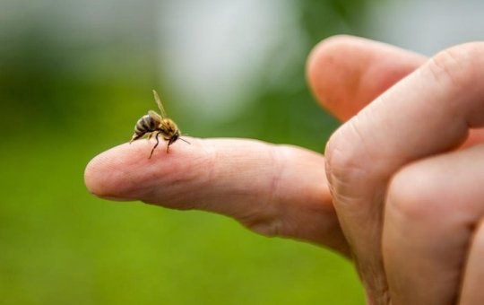Alergia: Homem morre após picada de abelha