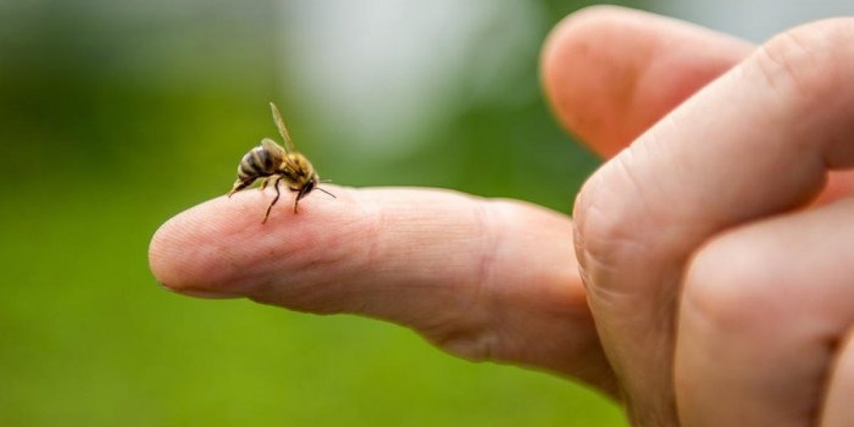 Alergia: Homem morre após picada de abelha