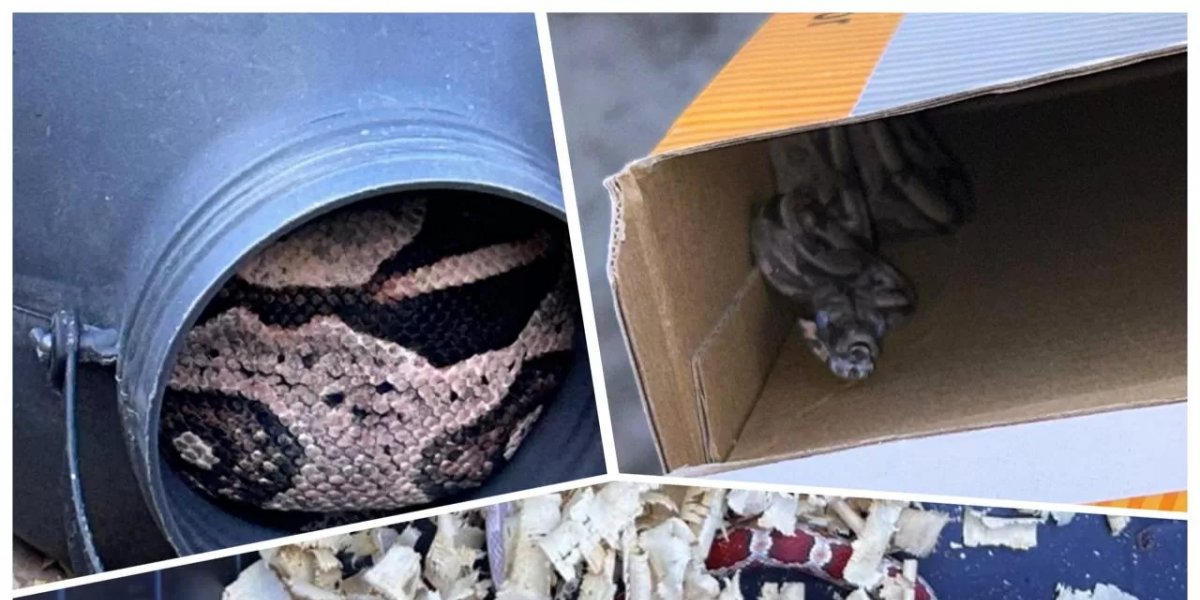 Serpentes exóticas e silvestres são apreendidas em Serrinha
