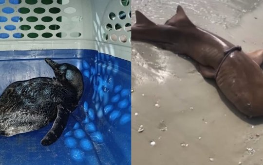 Banhistas encontram Pinguim e tubarão em praias de Salvador