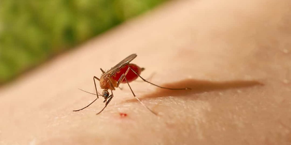 Sobe para 628 o número de casos da Febre Oropouche na Bahia