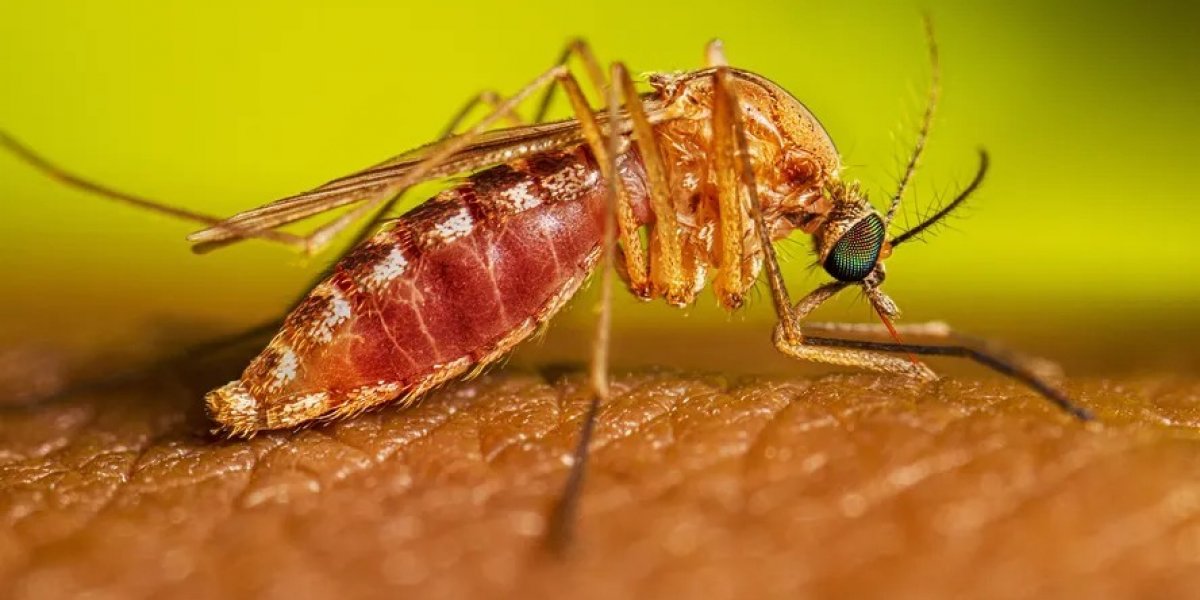 Sesab confirma primeira morte por febre Oropouche na Bahia