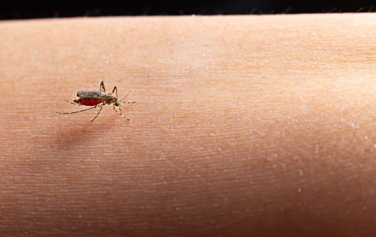 Emergência Epidemiológica: Febre do Oropouche