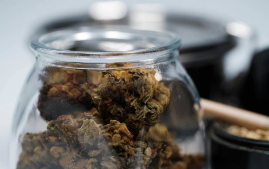 STF define critérios para diferenciação entre usuários e traficantes de maconha