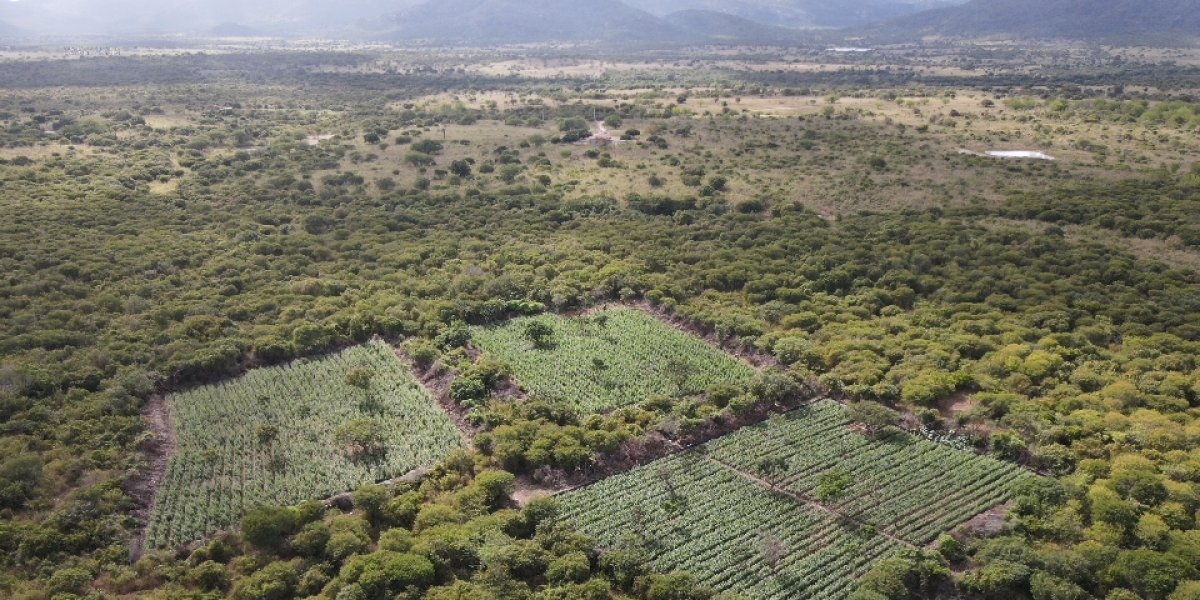 Polícia Federal e Militar destroem 61 mil pés de maconha em Andorinha/BA