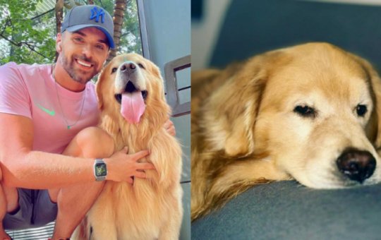 Laudo aponta motivo da morte do cachorro Joca