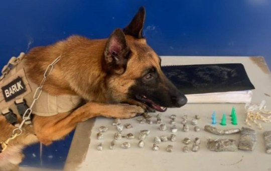 Cão farejador auxilia na apreensão de drogas em Santa Cruz Cabrália