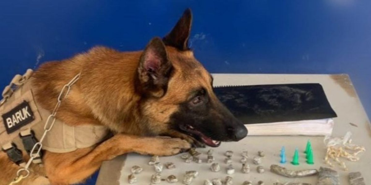 Cão farejador auxilia na apreensão de drogas em Santa Cruz Cabrália