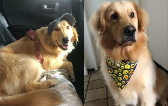 Cadela morre durante viagem e corpo é entregue em isopor