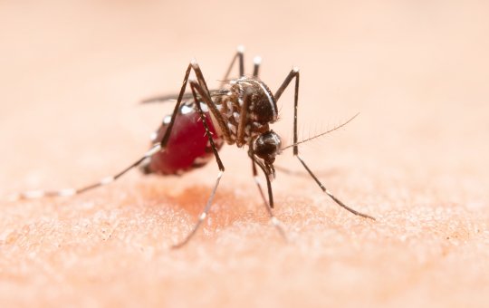 Dengue: Brasil encerra primeiro semestre com 6,1 milhões de casos da doença