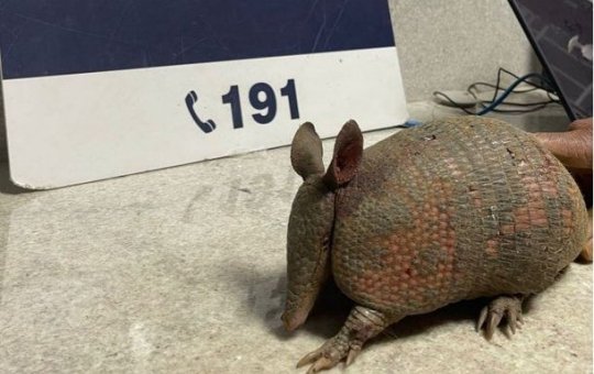 Polícia resgata tatu transportado em mochila no sudoeste baiano