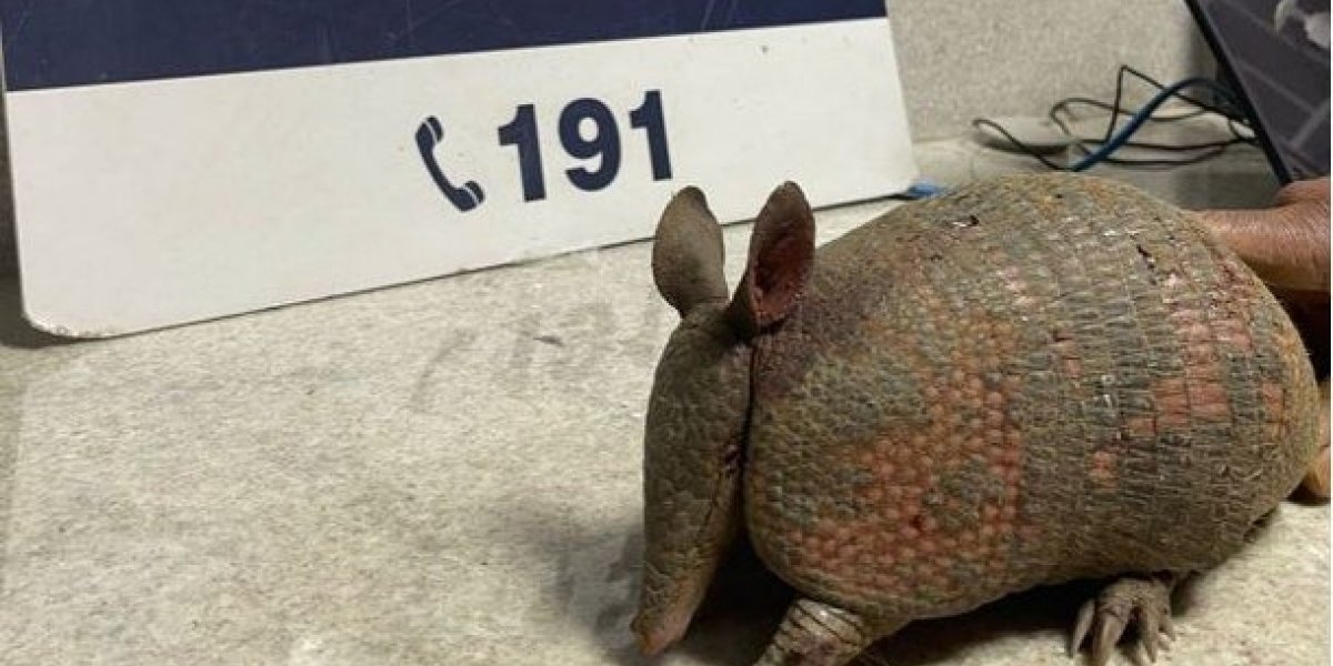 Polícia resgata tatu transportado em mochila no sudoeste baiano