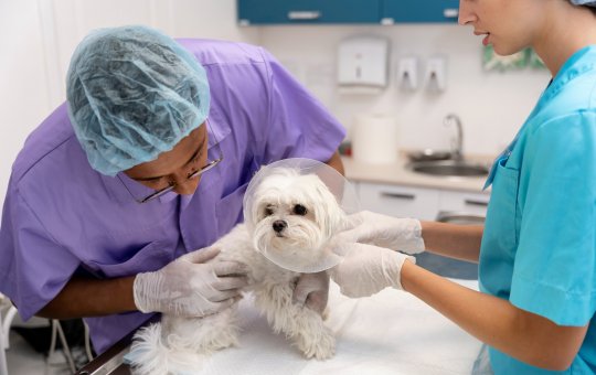 Clivet realiza ação preventiva contra zoonoses neste sábado em Salvador
