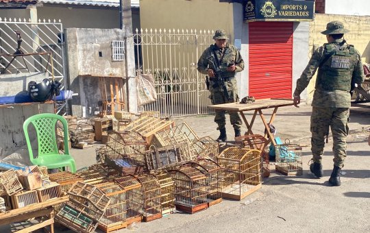 Polícia captura 15 homens com aves silvestres em Feira de Santana