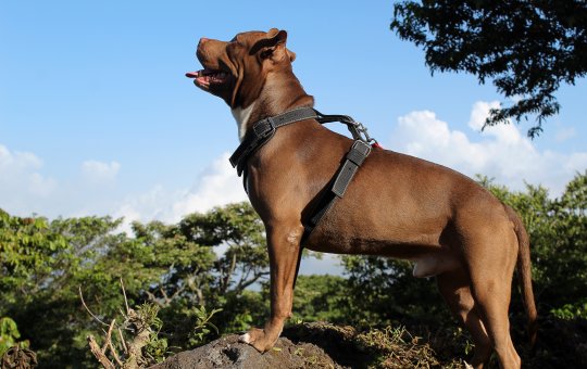 Pitbull é retirado de condomínio em Feira de Santana após ataque