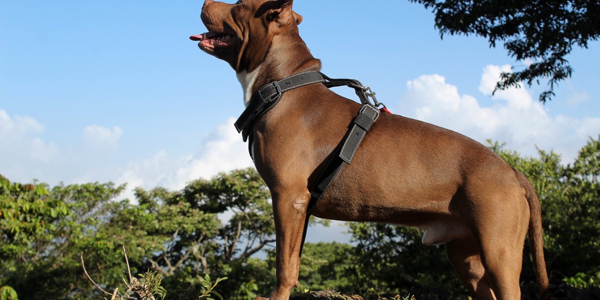 Pitbull é retirado de condomínio em Feira de Santana após ataque