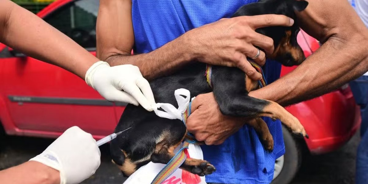 Mais de 40 mil animais já foram imunizados com vacina antirrábica em Salvador
