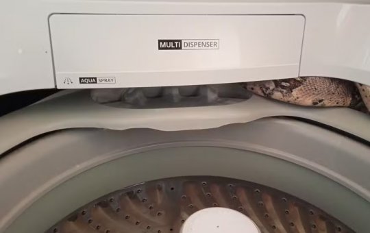 Jiboia de 10 quilos é encontrada dentro de máquina de lavar