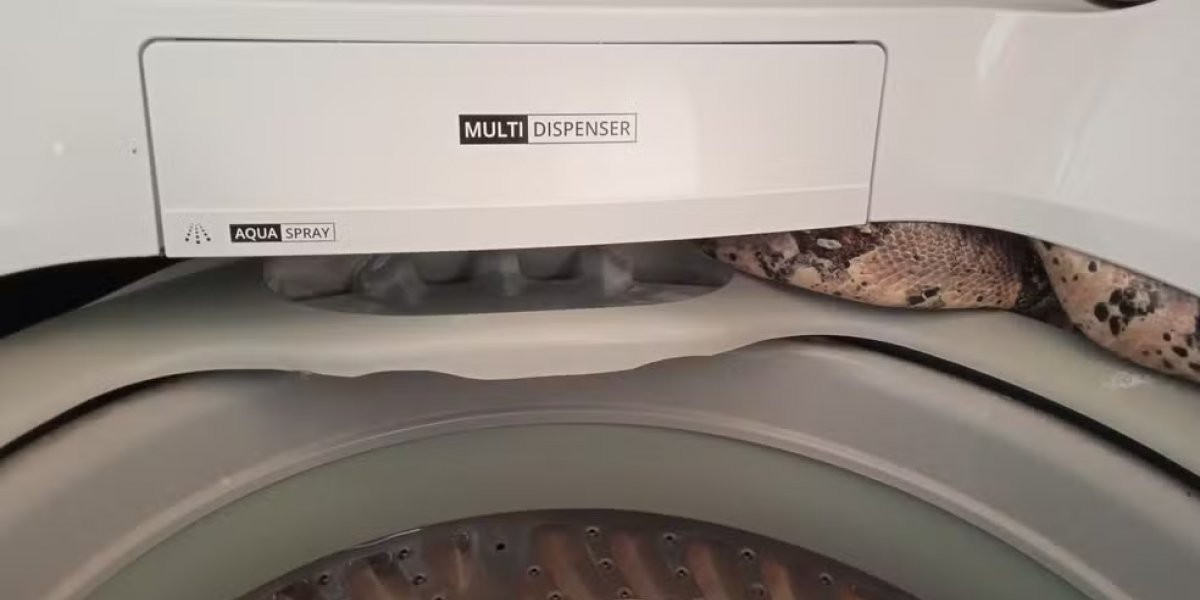 Jiboia de 10 quilos é encontrada dentro de máquina de lavar