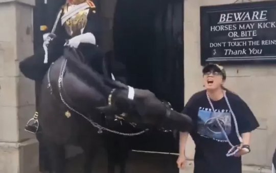Turista é mordida por cavalo real em Londres