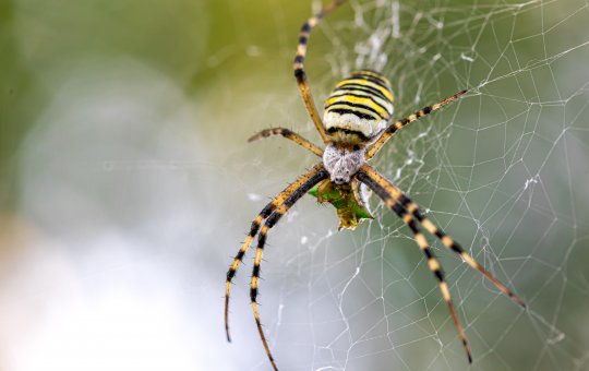 Animais peçonhentos: saiba como identificar e o que fazer em caso de acidente