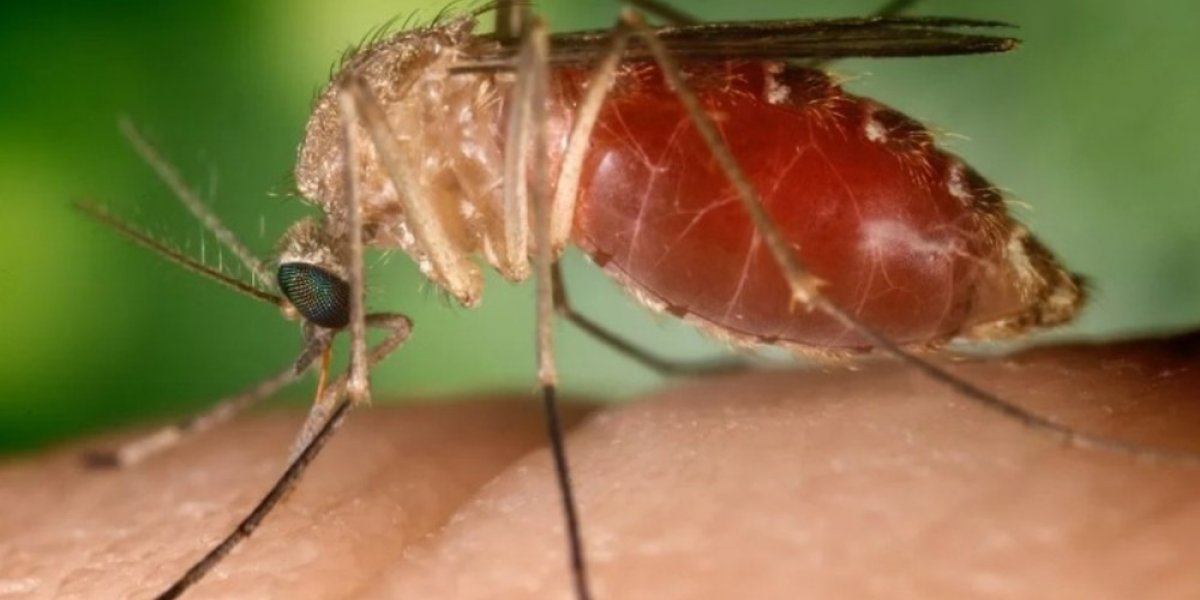 Sesab confirma segunda morte por Febre Oropouche na Bahia