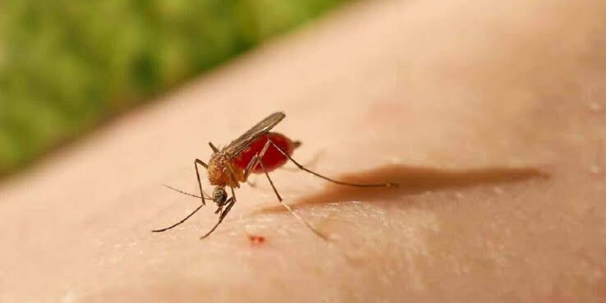 Secretaria de Saúde confirma duas mortes por Febre Oropouche na Bahia