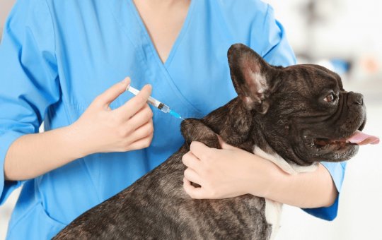 Salvador terá vacinação gratuita antirrábica para pets