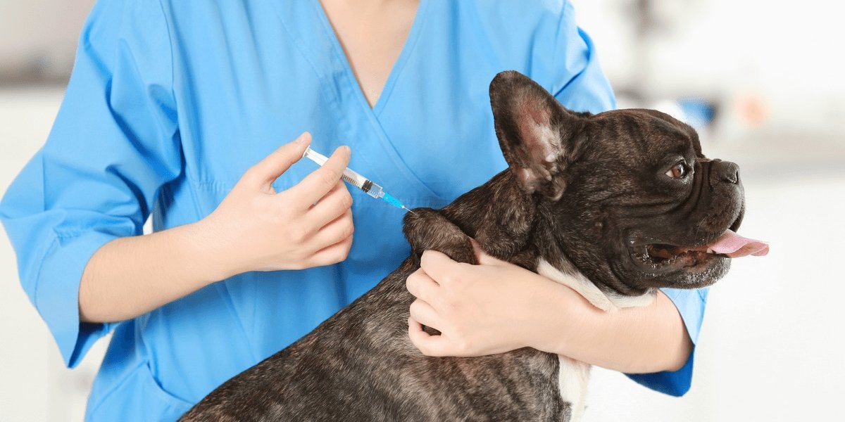 Salvador terá vacinação gratuita antirrábica para pets