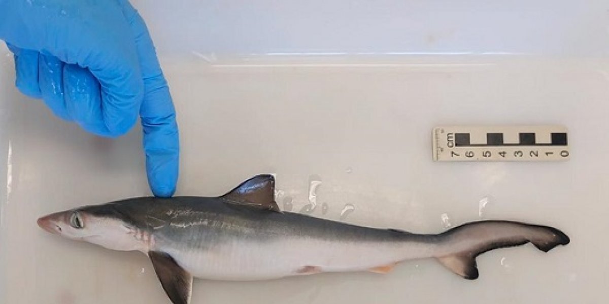 Fiocruz encontra tubarões contaminados com cocaína no Rio de Janeiro