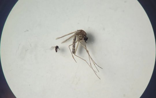 Ministério da Saúde confirma primeiras mortes por febre oropouche no mundo