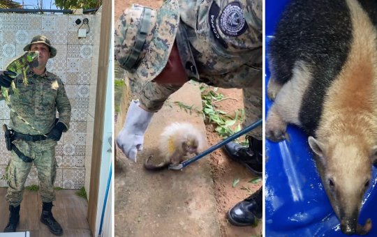 Polícia Militar resgata quatro animais silvestres em Salvador