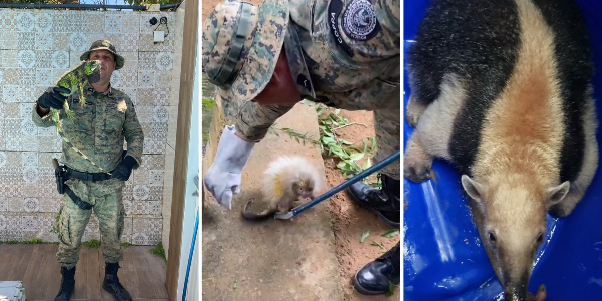 Polícia Militar resgata quatro animais silvestres em Salvador