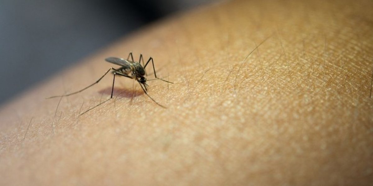 Número de mortes por dengue na Bahia chega a 120
