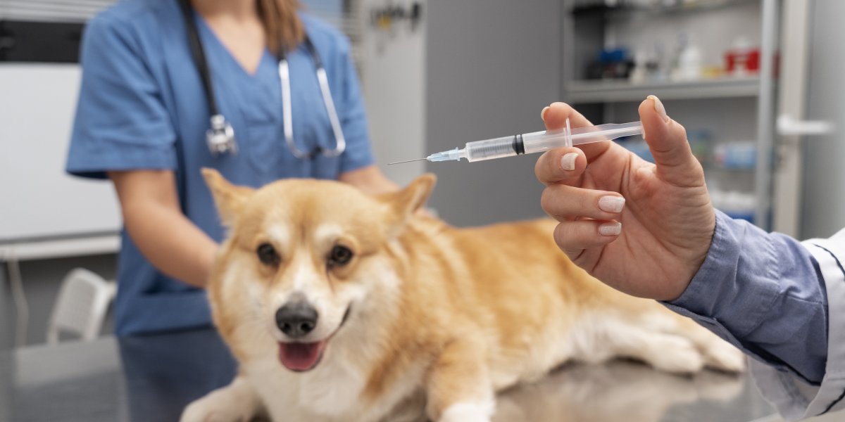 Dia D de vacinação antirrábica acontece neste sábado (3) para pets