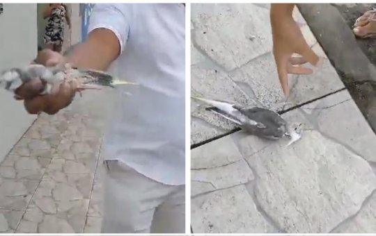 Advogado é acusado de matar Calopsita no interior da Bahia